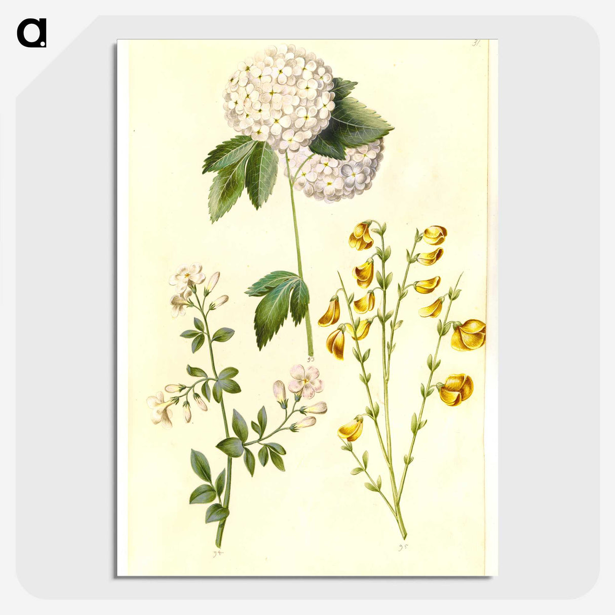 1-46_Maria-Sibylla-Merian_picture-crop