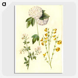 1-46_Maria-Sibylla-Merian_picture-crop
