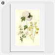 1-46_Maria-Sibylla-Merian_picture