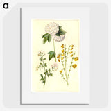 1-46_Maria-Sibylla-Merian_picture