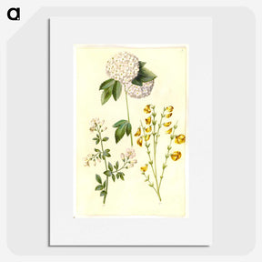 1-46_Maria-Sibylla-Merian_picture