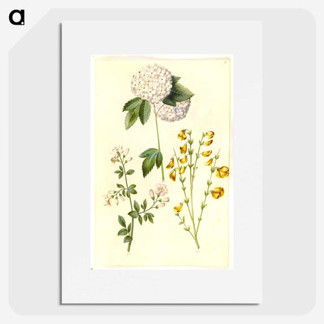 1-46_Maria-Sibylla-Merian_picture