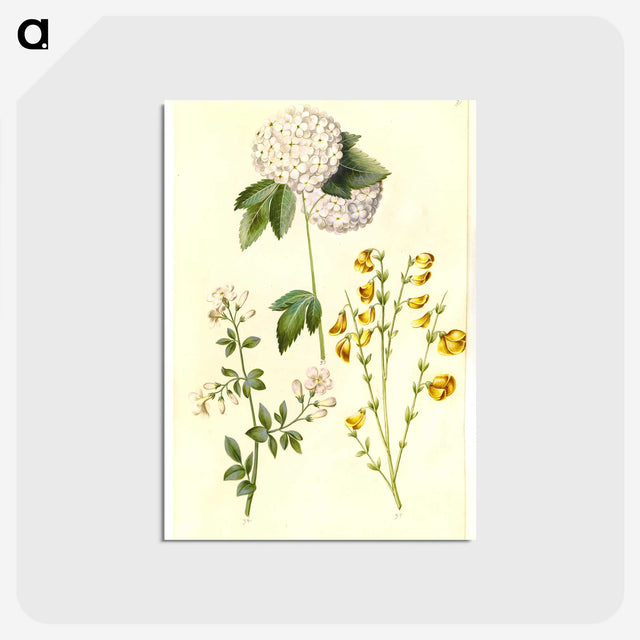 1-46_Maria-Sibylla-Merian_postcard