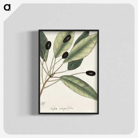 1-46_Mark-Catesby_blk-crop