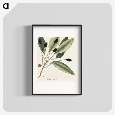 1-46_Mark-Catesby_blk
