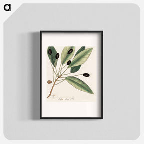 アートポスター-The Natural History of Carolina, Florida, and
 - マーク ケイツビー Poster.