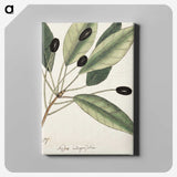 1-46_Mark-Catesby_canvas