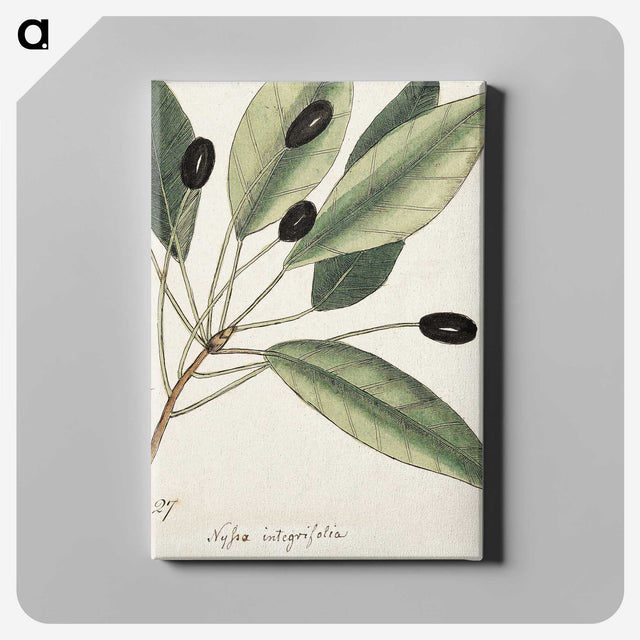 1-46_Mark-Catesby_canvas