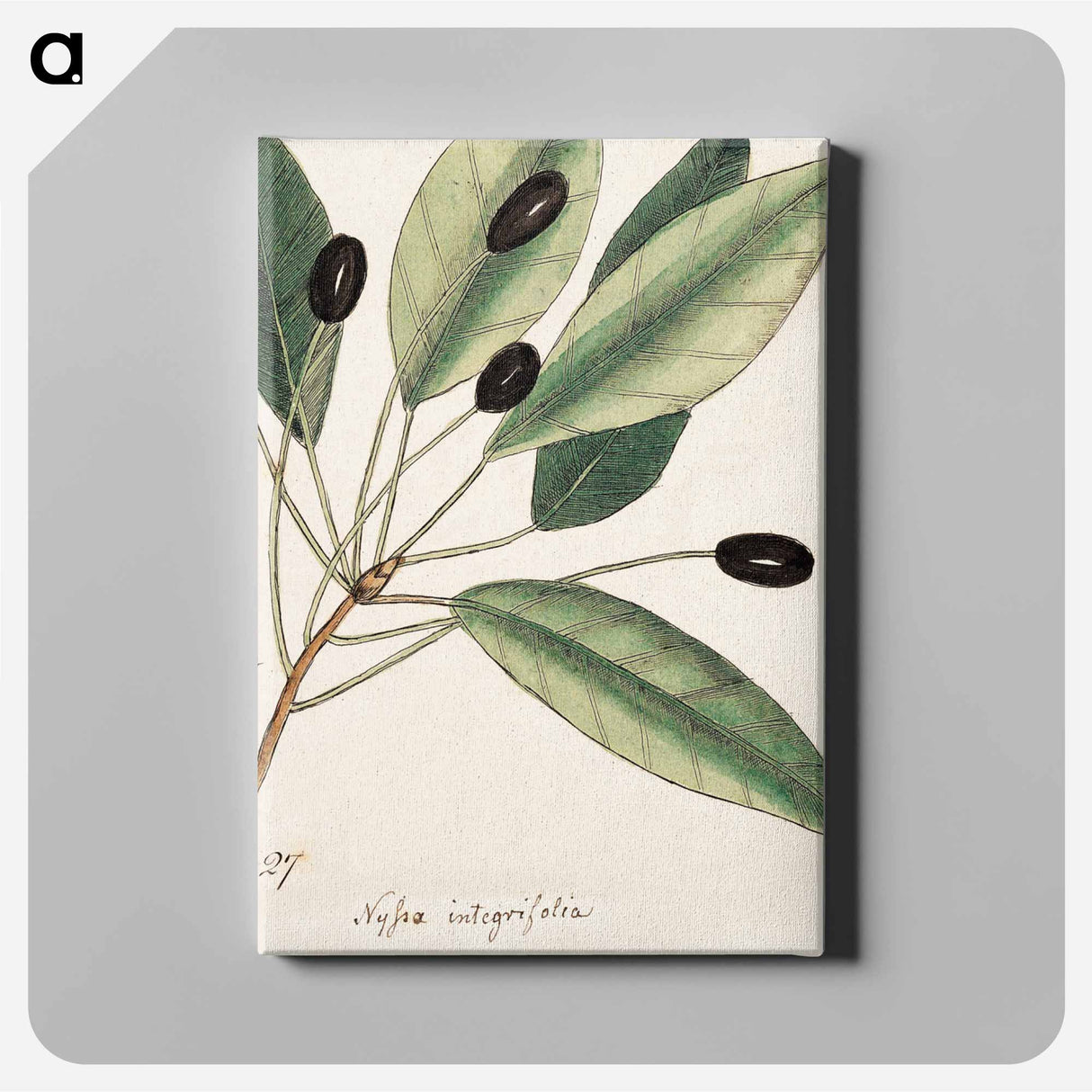 アートパネル-The Natural History of Carolina, Florida, and
 - マーク ケイツビー Canvas.