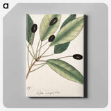 アートパネル-The Natural History of Carolina, Florida, and
 - マーク ケイツビー Canvas.