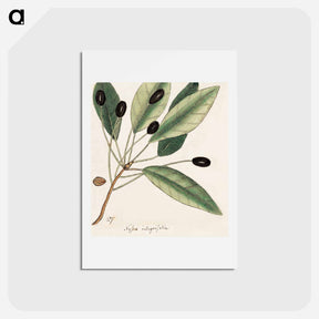 アートポストカード-The Natural History of Carolina, Florida, and
 - マーク ケイツビー Postcard.