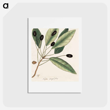 アートポストカード-The Natural History of Carolina, Florida, and
 - マーク ケイツビー Postcard.