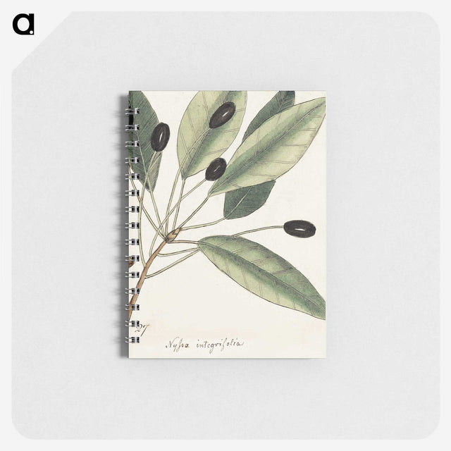 1-46_Mark-Catesby_memo