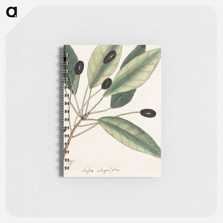 アートメモ帳-The Natural History of Carolina, Florida, and
 - マーク ケイツビー Memo.