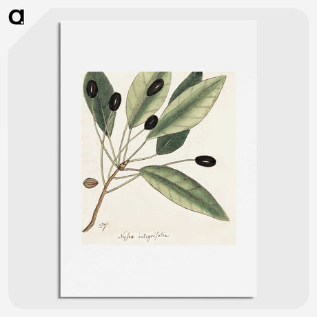 1-46_Mark-Catesby_picture