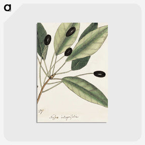 1-46_Mark-Catesby_postcard