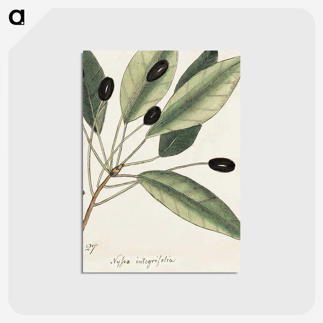 1-46_Mark-Catesby_postcard