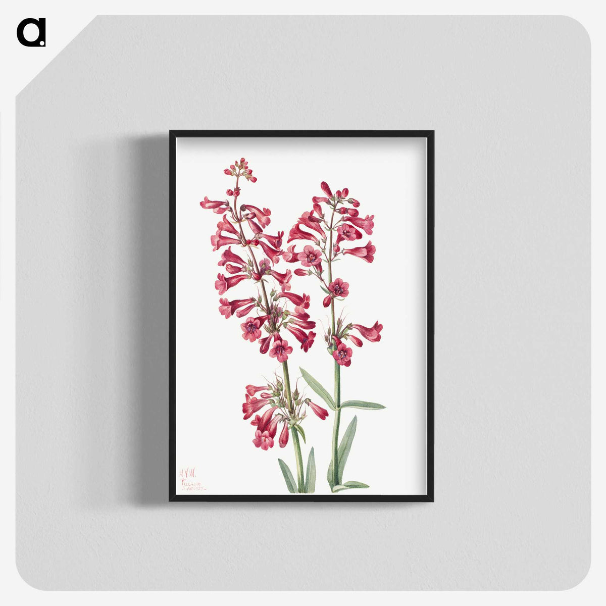 1-46_Mary-Vaux-Walcott_blk-crop