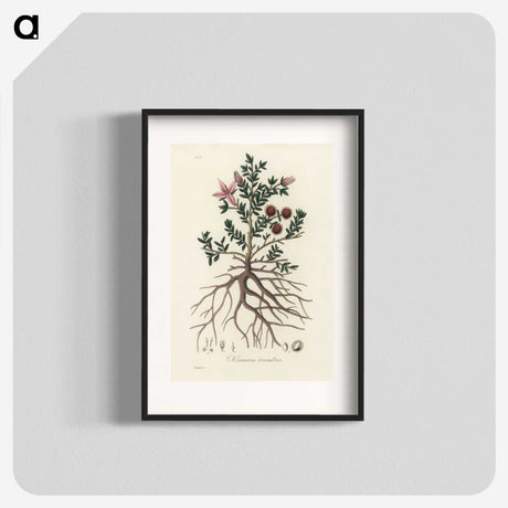 1-46_Medical-Botany_blk