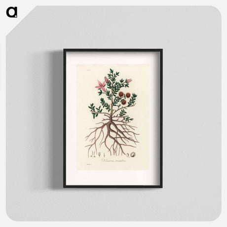 アートポスター-Rhatany Illustration
 - 薬用植物学 Poster.