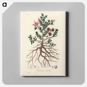 アートパネル-Rhatany Illustration
 - 薬用植物学 Canvas.