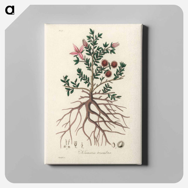 アートパネル-Rhatany Illustration
 - 薬用植物学 Canvas.
