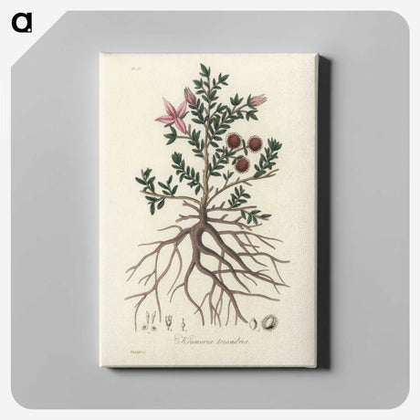1-46_Medical-Botany_canvas