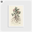 1-46_Medical-Botany_hagaki