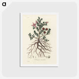 1-46_Medical-Botany_hagaki