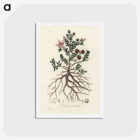 1-46_Medical-Botany_hagaki