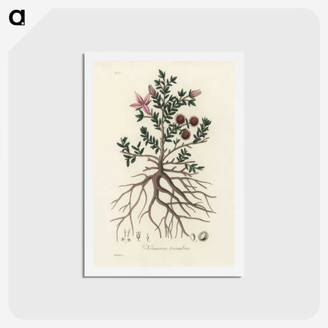 1-46_Medical-Botany_hagaki
