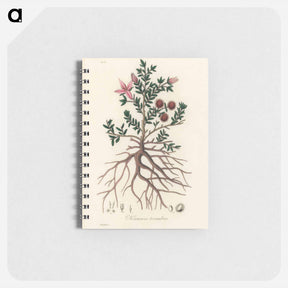 アートメモ帳-Rhatany Illustration
 - 薬用植物学 Memo.