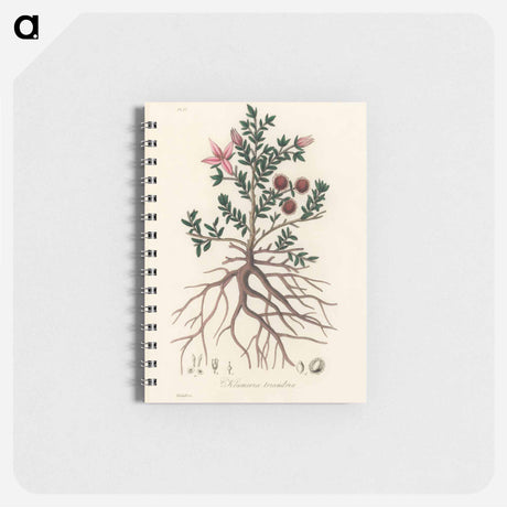 アートメモ帳-Rhatany Illustration
 - 薬用植物学 Memo.