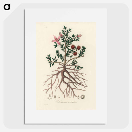 アートポスター-Rhatany Illustration
 - 薬用植物学 Poster.