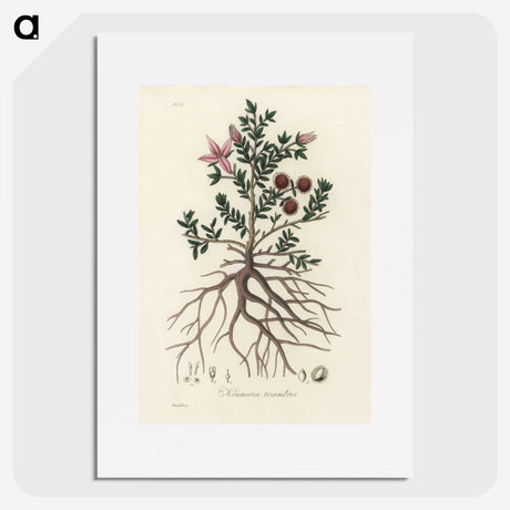1-46_Medical-Botany_picture