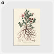 アートポストカード-Rhatany Illustration
 - 薬用植物学 Postcard.