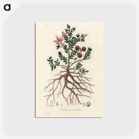 アートポストカード-Rhatany Illustration
 - 薬用植物学 Postcard.