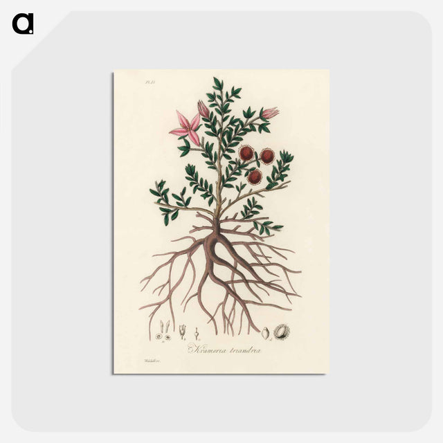 アートポストカード-Rhatany Illustration
 - 薬用植物学 Postcard.