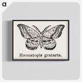 1-46_Moths-and-Butterflies-of-the-United-States_blk-crop