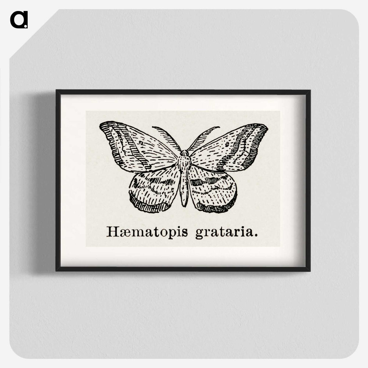 1-46_Moths-and-Butterflies-of-the-United-States_blk