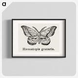 1-46_Moths-and-Butterflies-of-the-United-States_blk
