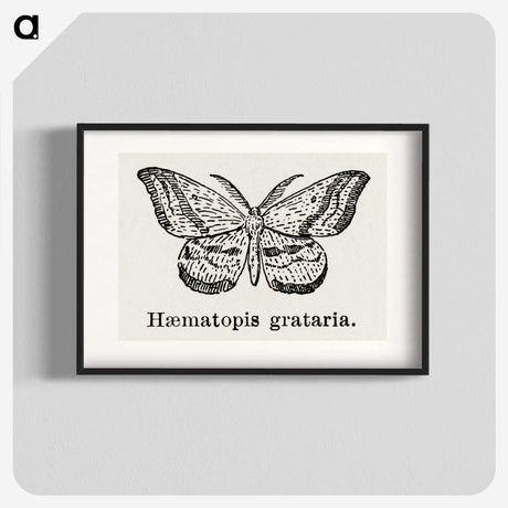 1-46_Moths-and-Butterflies-of-the-United-States_blk