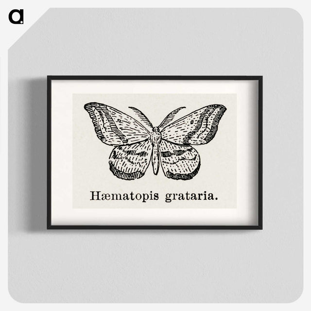 1-46_Moths-and-Butterflies-of-the-United-States_blk