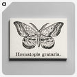 1-46_Moths-and-Butterflies-of-the-United-States_canvas
