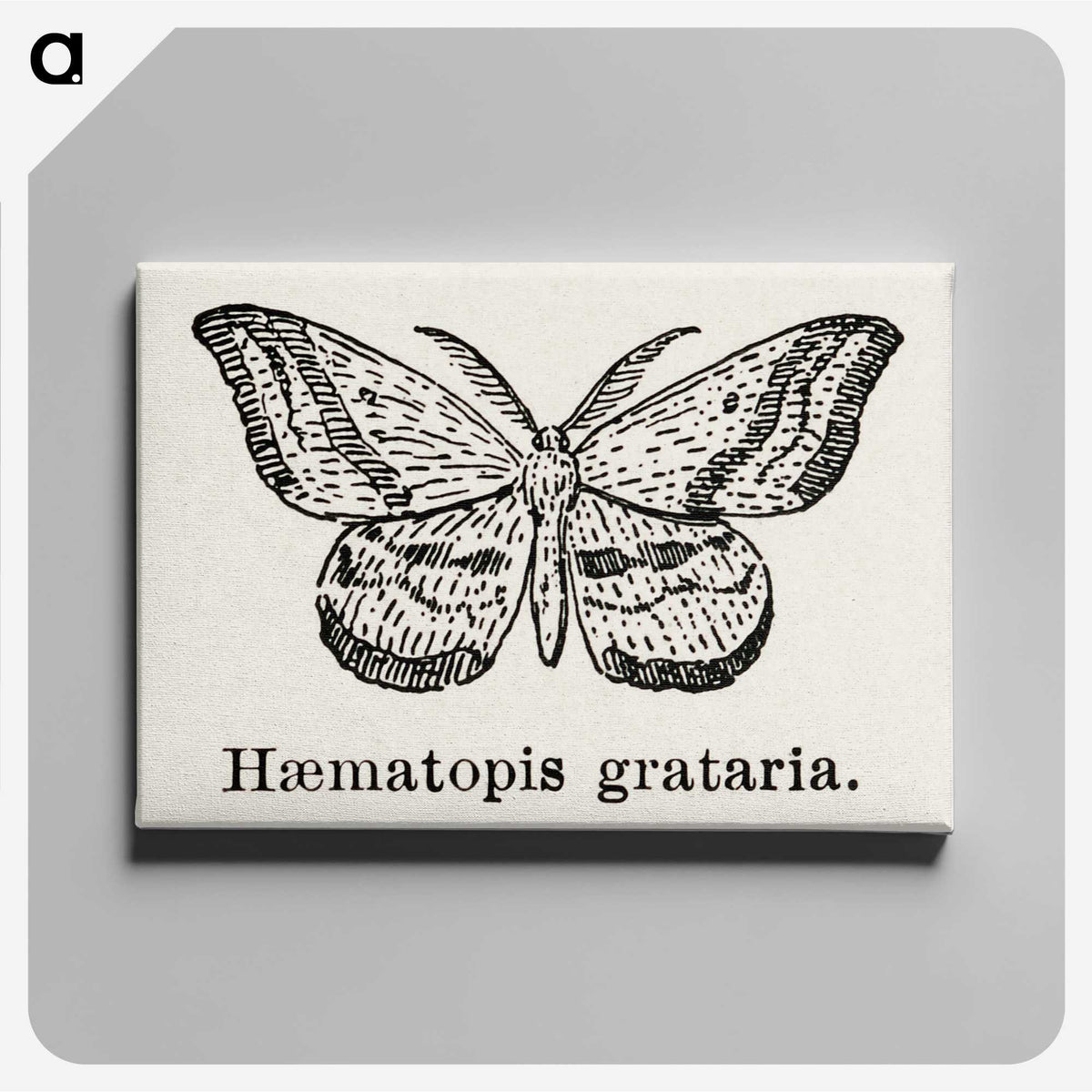 1-46_Moths-and-Butterflies-of-the-United-States_canvas