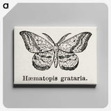 1-46_Moths-and-Butterflies-of-the-United-States_canvas