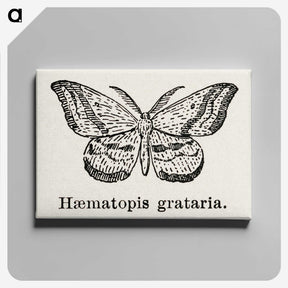 1-46_Moths-and-Butterflies-of-the-United-States_canvas