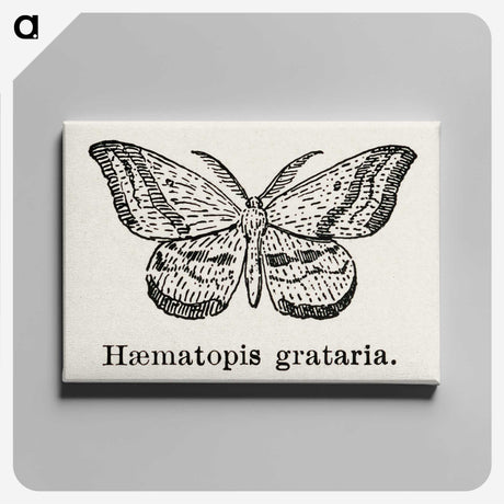 1-46_Moths-and-Butterflies-of-the-United-States_canvas