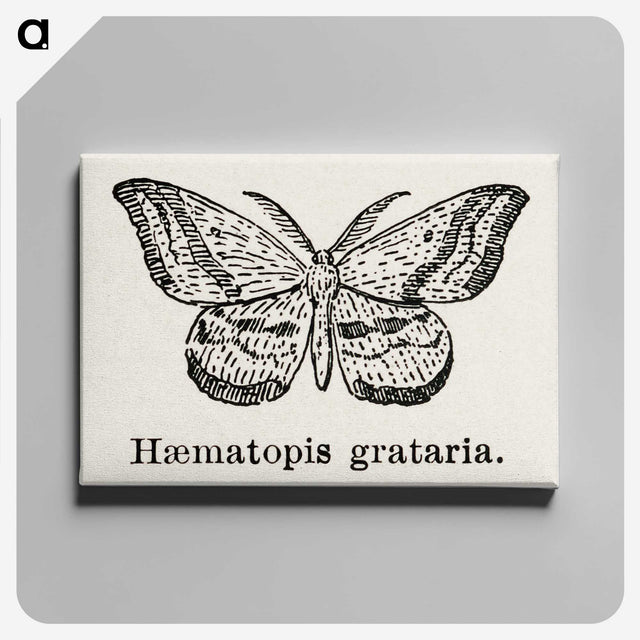 1-46_Moths-and-Butterflies-of-the-United-States_canvas