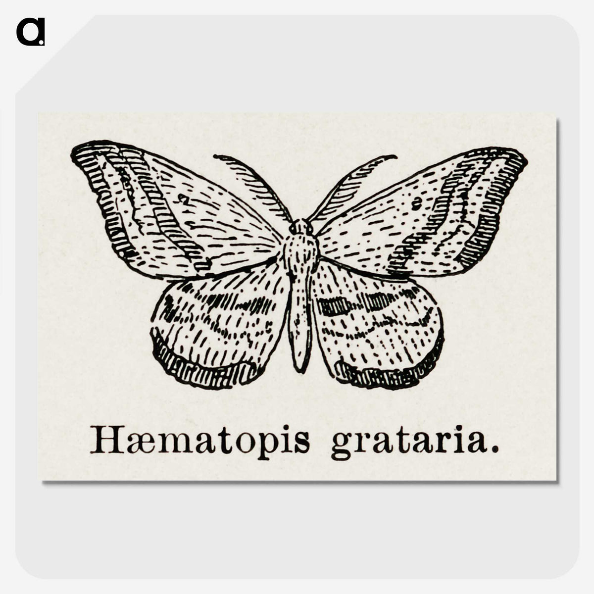1-46_Moths-and-Butterflies-of-the-United-States_picture-crop